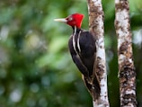a bird with a red head is perched on a tree