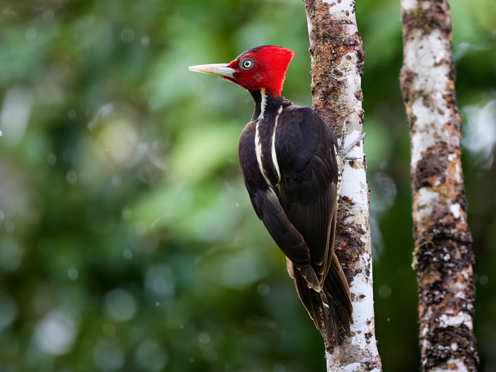 a bird with a red head is perched on a tree