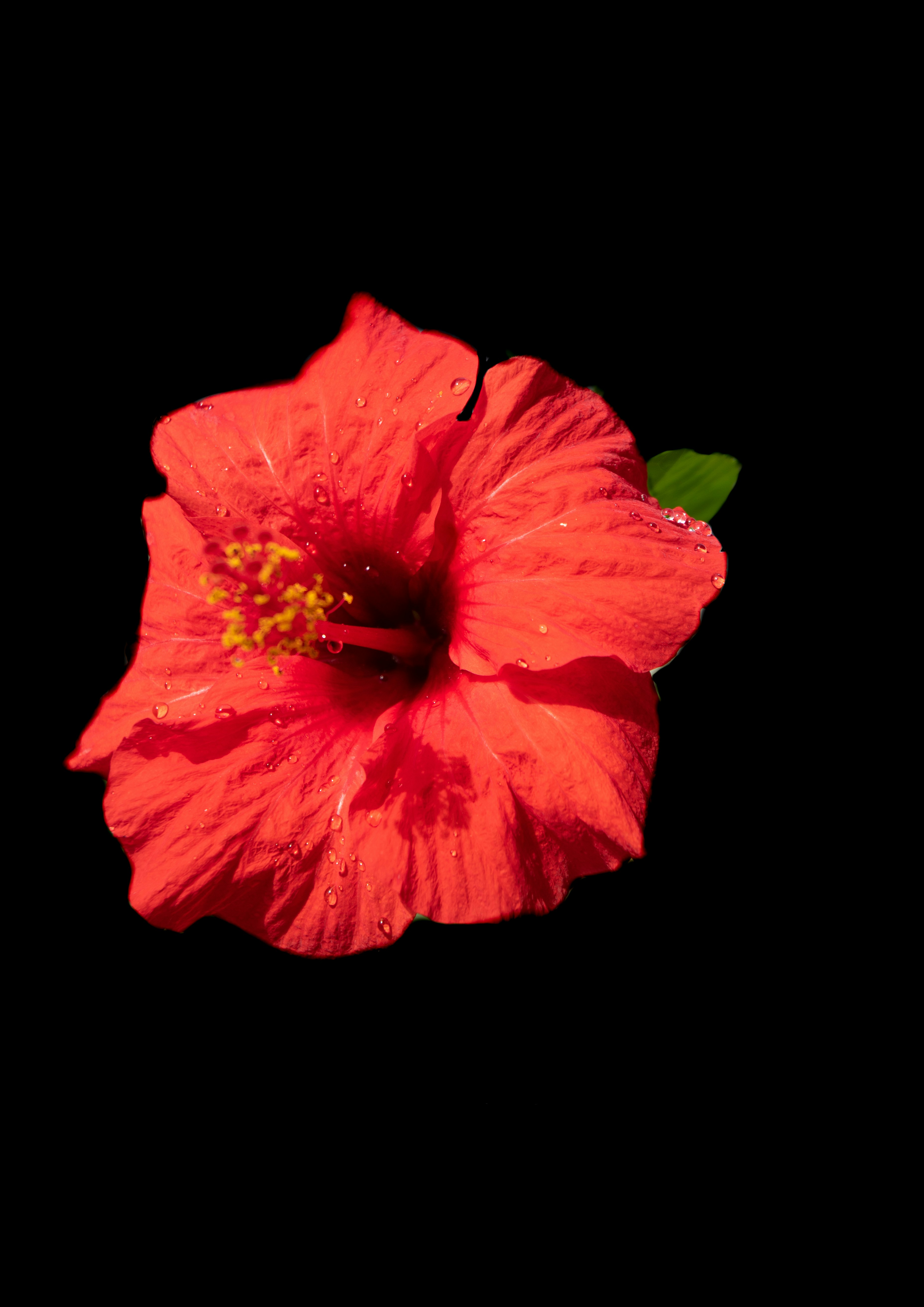 a bright red flower with green leaves on a black background