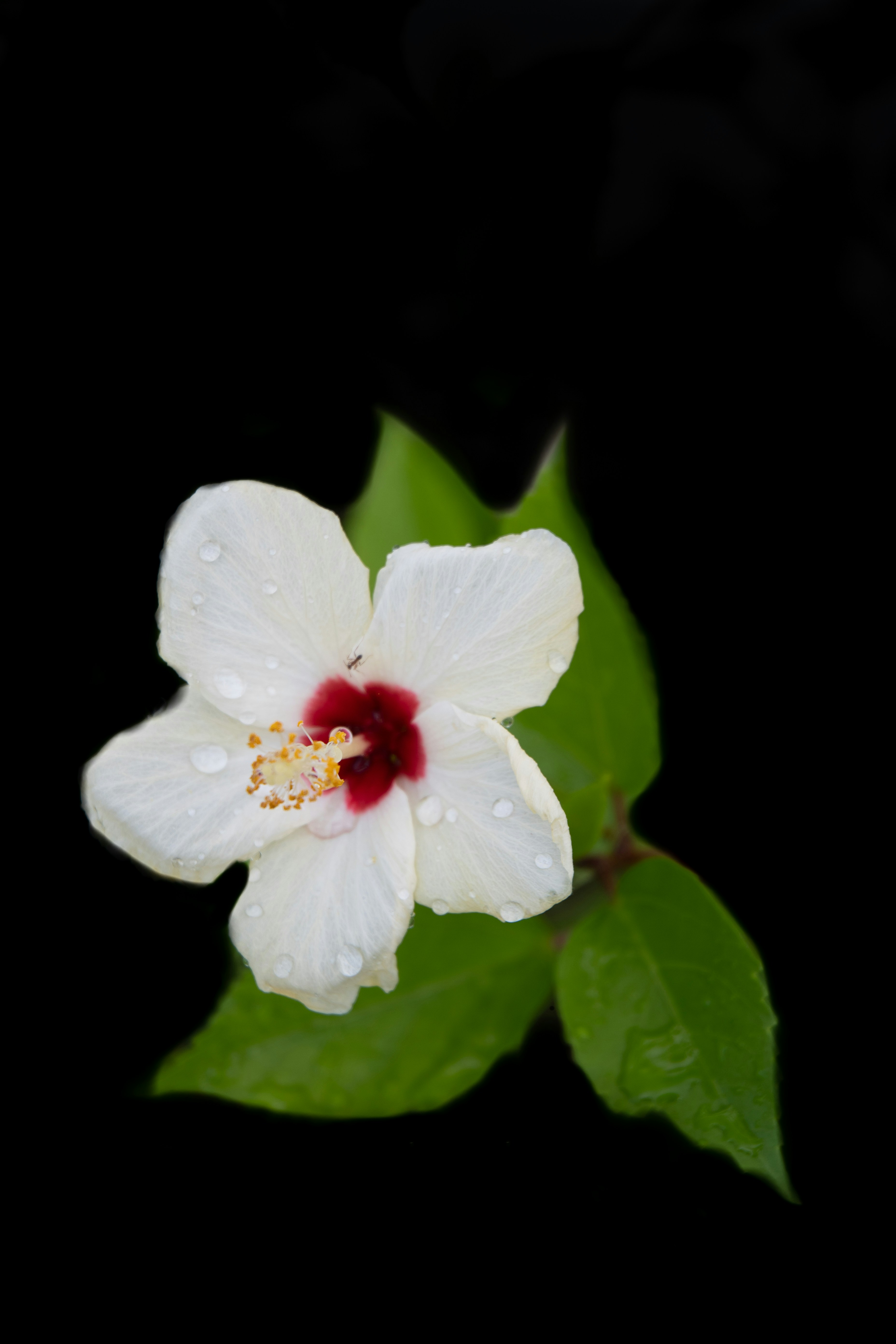 a white flower with a red center and green leaves