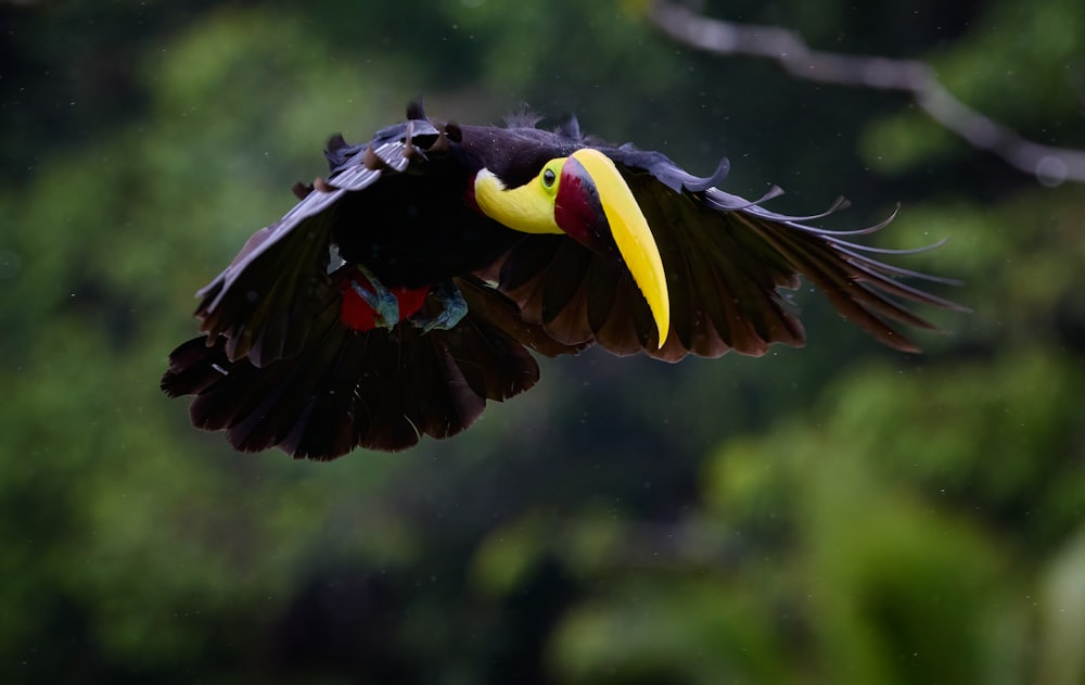 a black bird with a yellow beak flying through the air