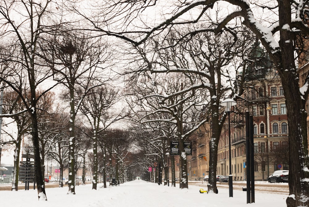 a snowy street lined with trees and buildings
