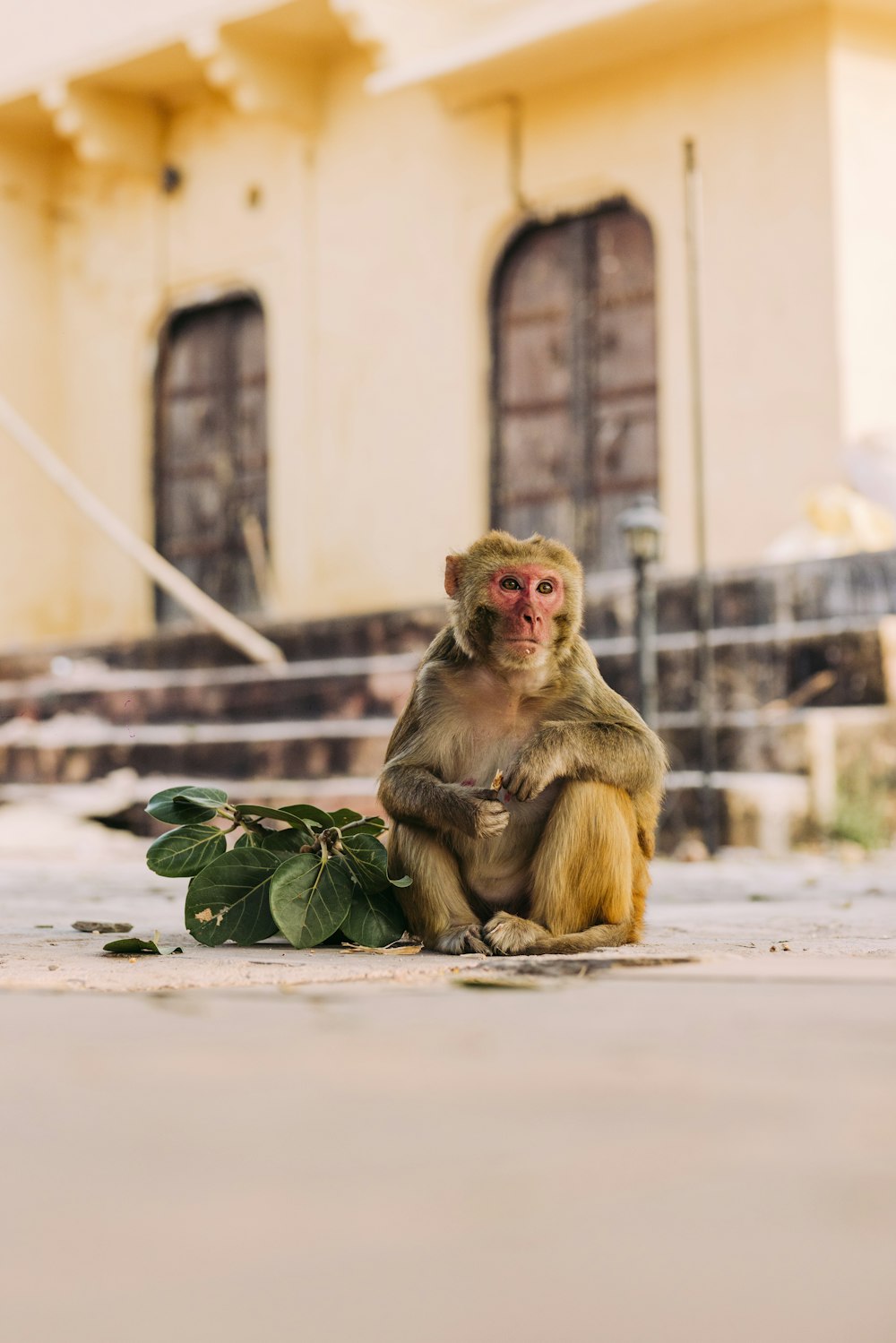 a small monkey sitting on the ground next to a plant