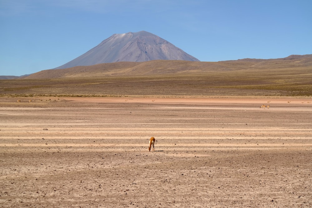 a lone animal standing in the middle of a desert