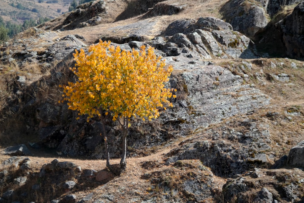 a small yellow tree in the middle of a rocky area