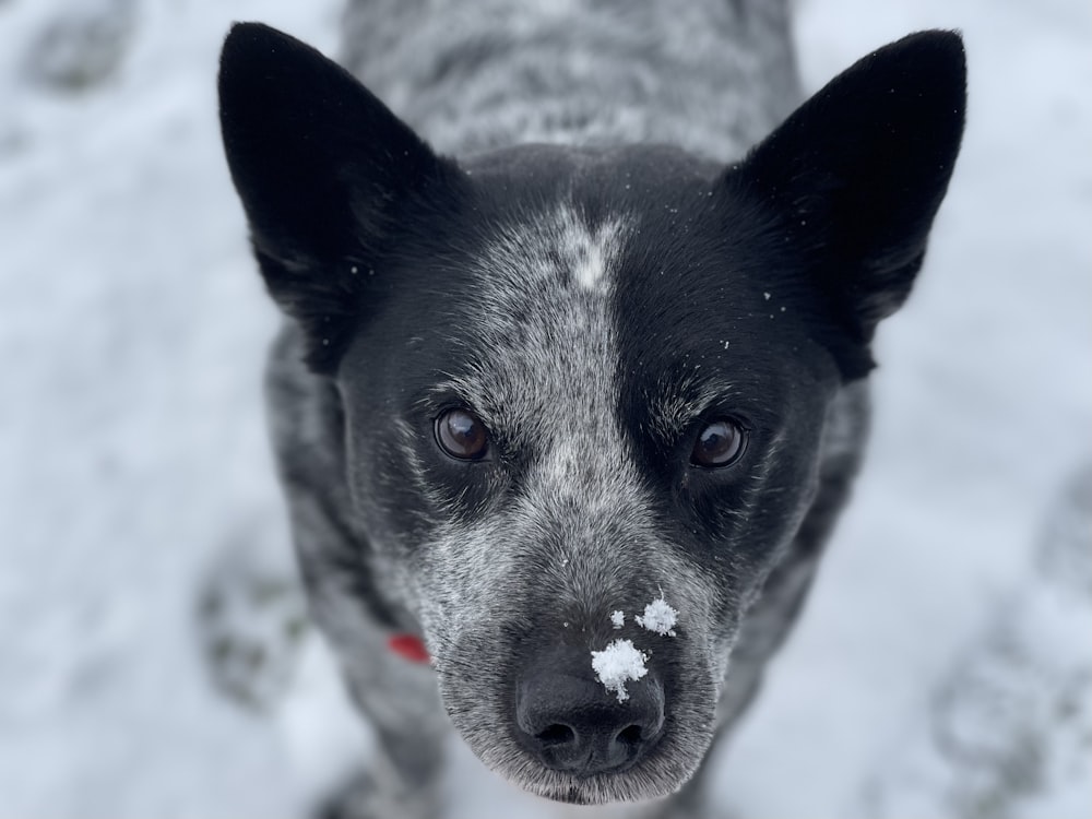 a black and white dog standing in the snow