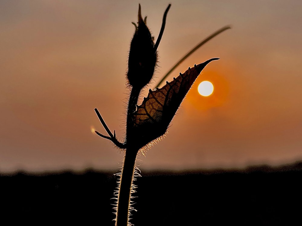 the sun is setting behind a plant in a field