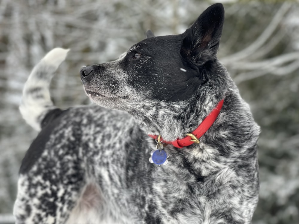 a dog with a red collar standing in the snow