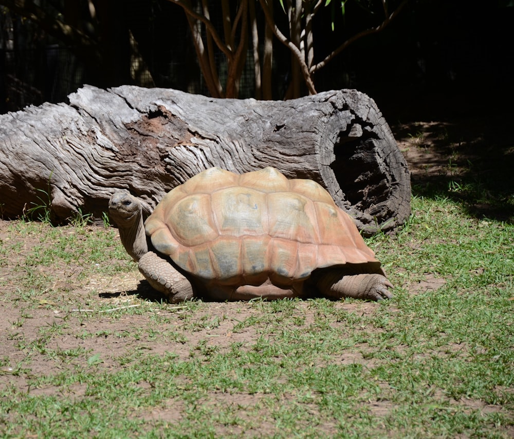 uma grande tartaruga deitada no topo de um campo verde exuberante