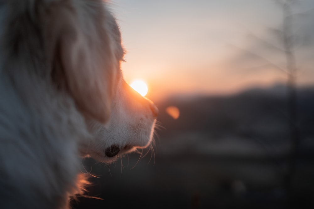 a close up of a dog with the sun in the background