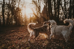  Soins et promenades d’animaux de compagnie 