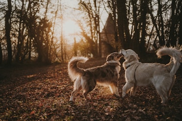 a couple of dogs standing on top of a leaf covered field