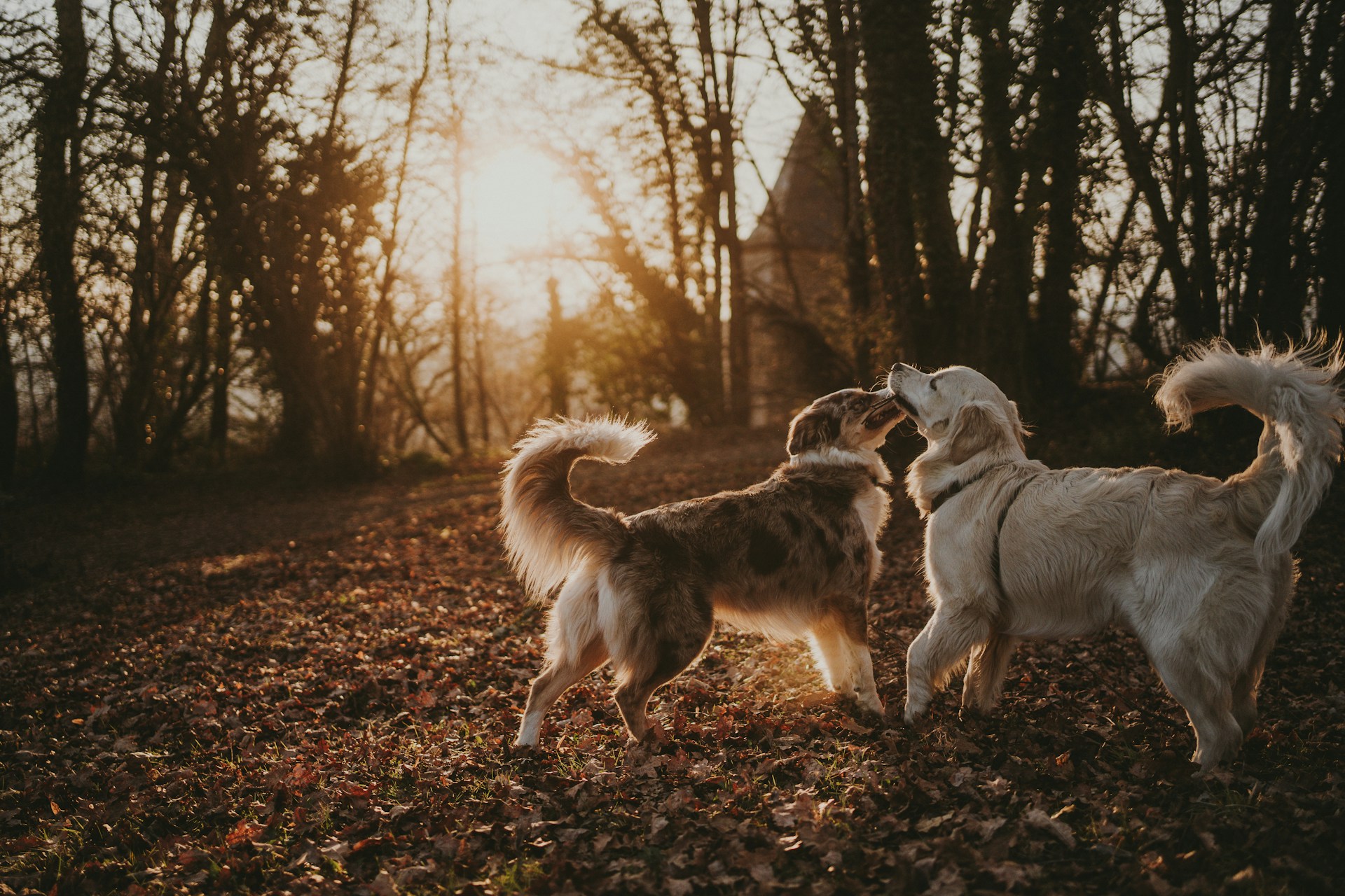 a couple of dogs standing on top of a leaf covered field