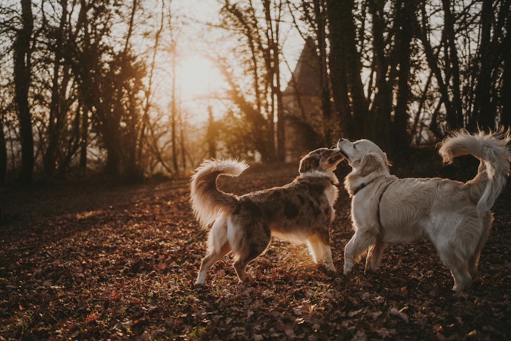 Ein paar Hunde stehen auf einem mit Blättern bedeckten Feld