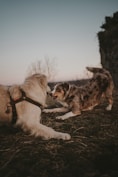 a couple of dogs that are standing in the grass
