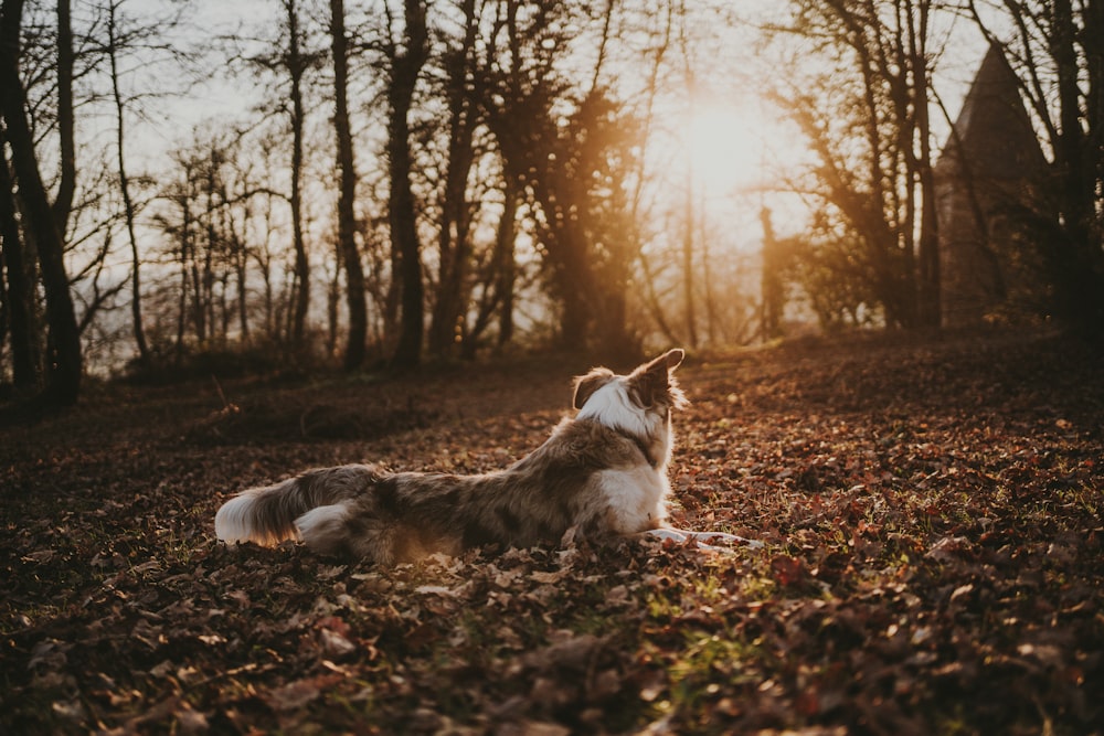 a dog laying on the ground in the woods