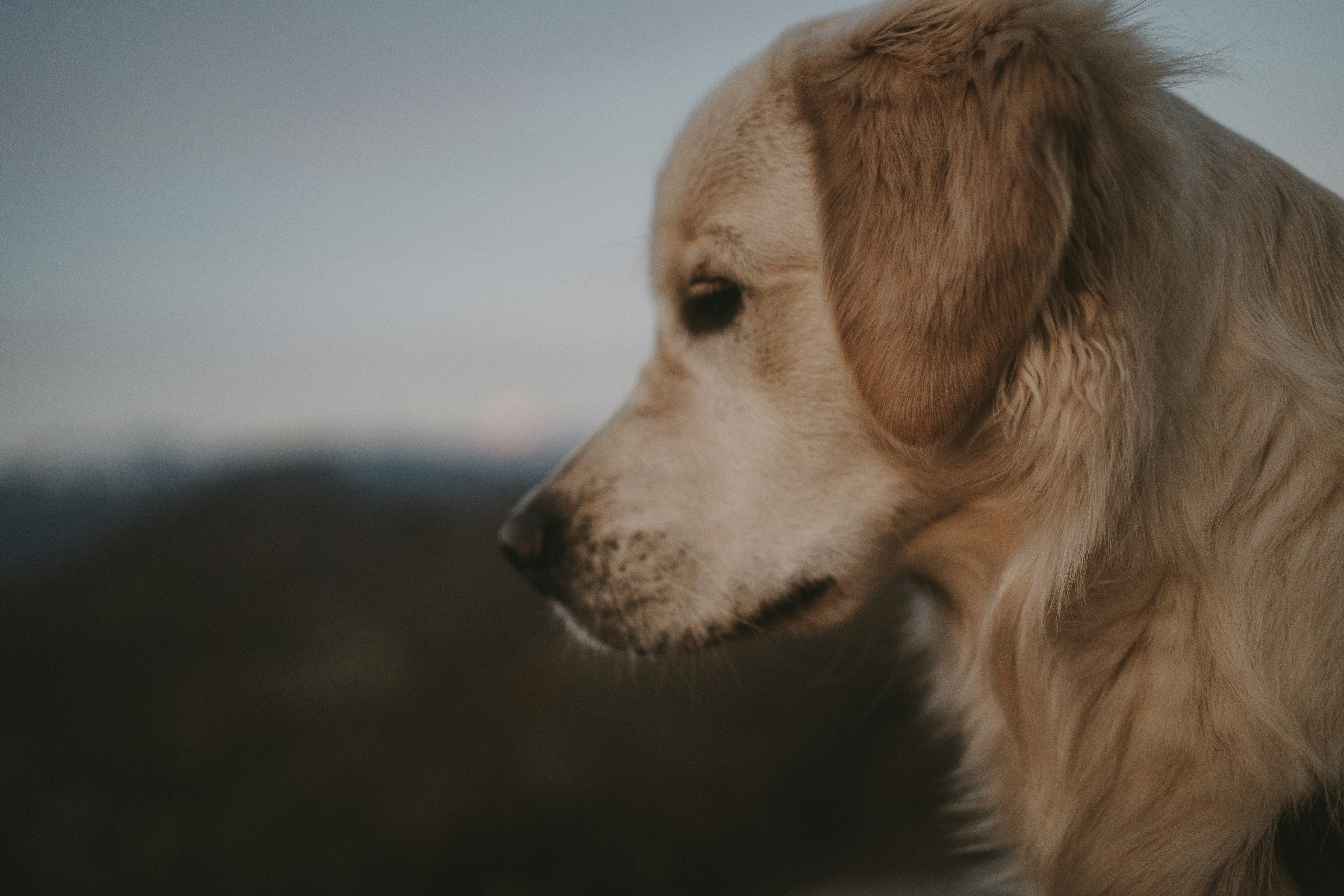 Dogecoin Triangle Formation Breakdown Spells Trouble As 15% Move Nears – Time To Be Cautious?