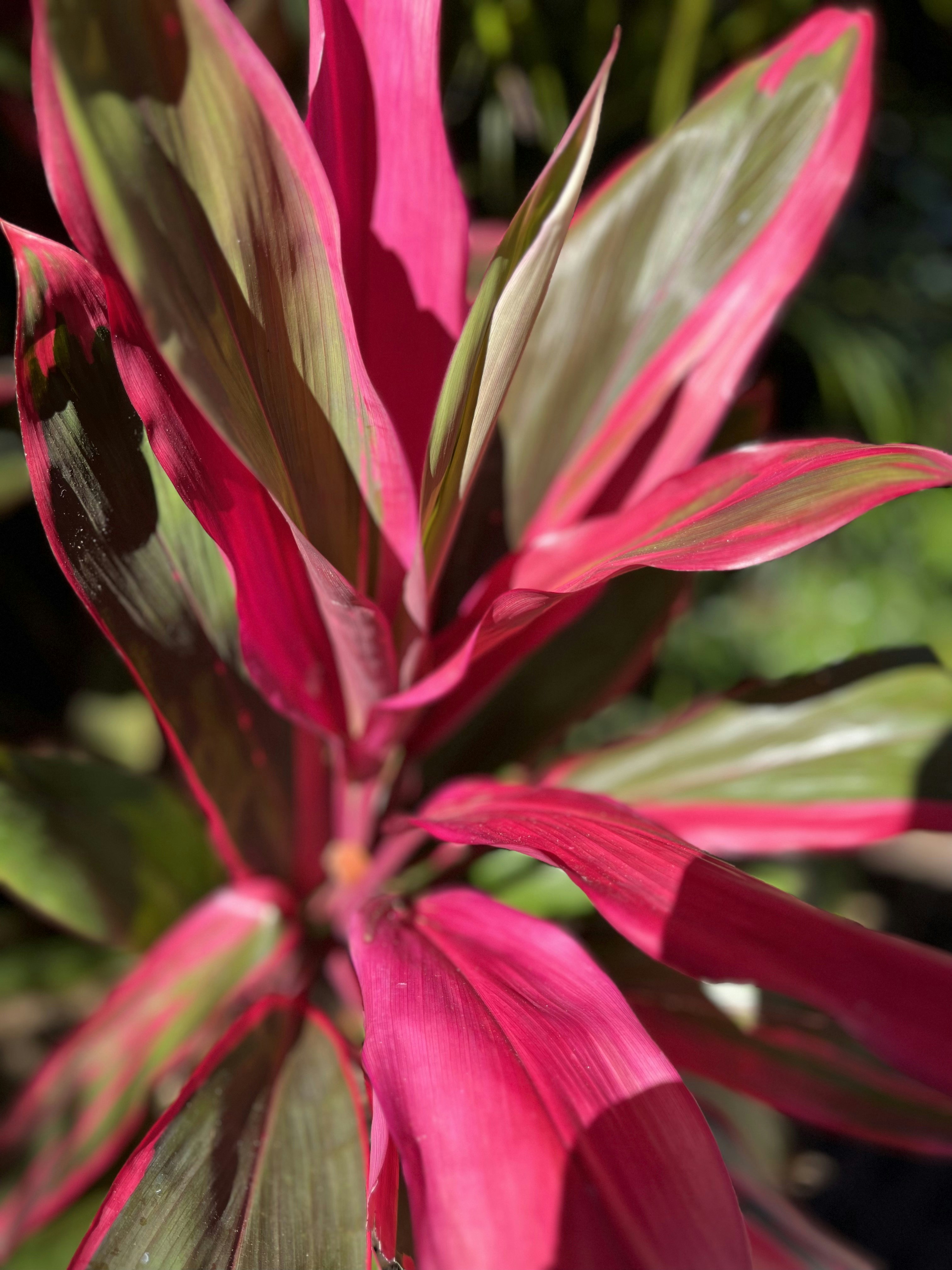 Vibrant Caladium Plant