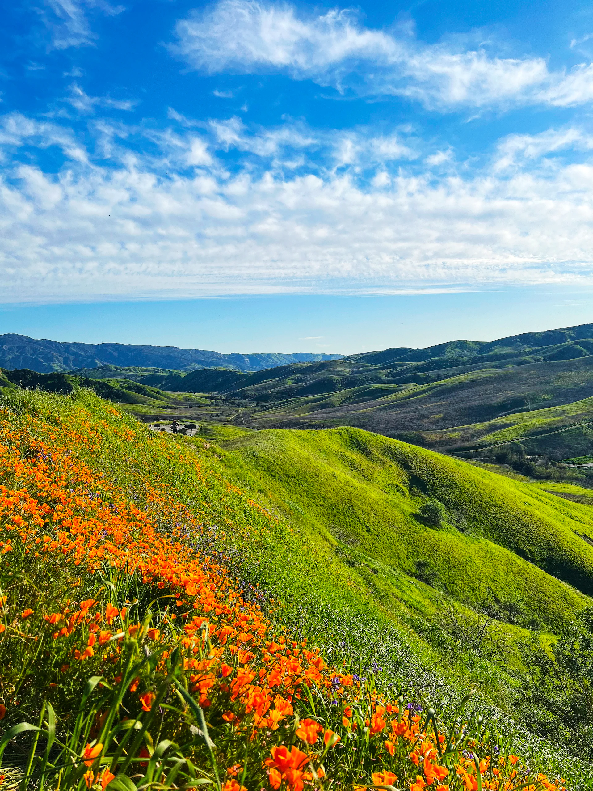 a field of flowers on a hillside with mountains in the background