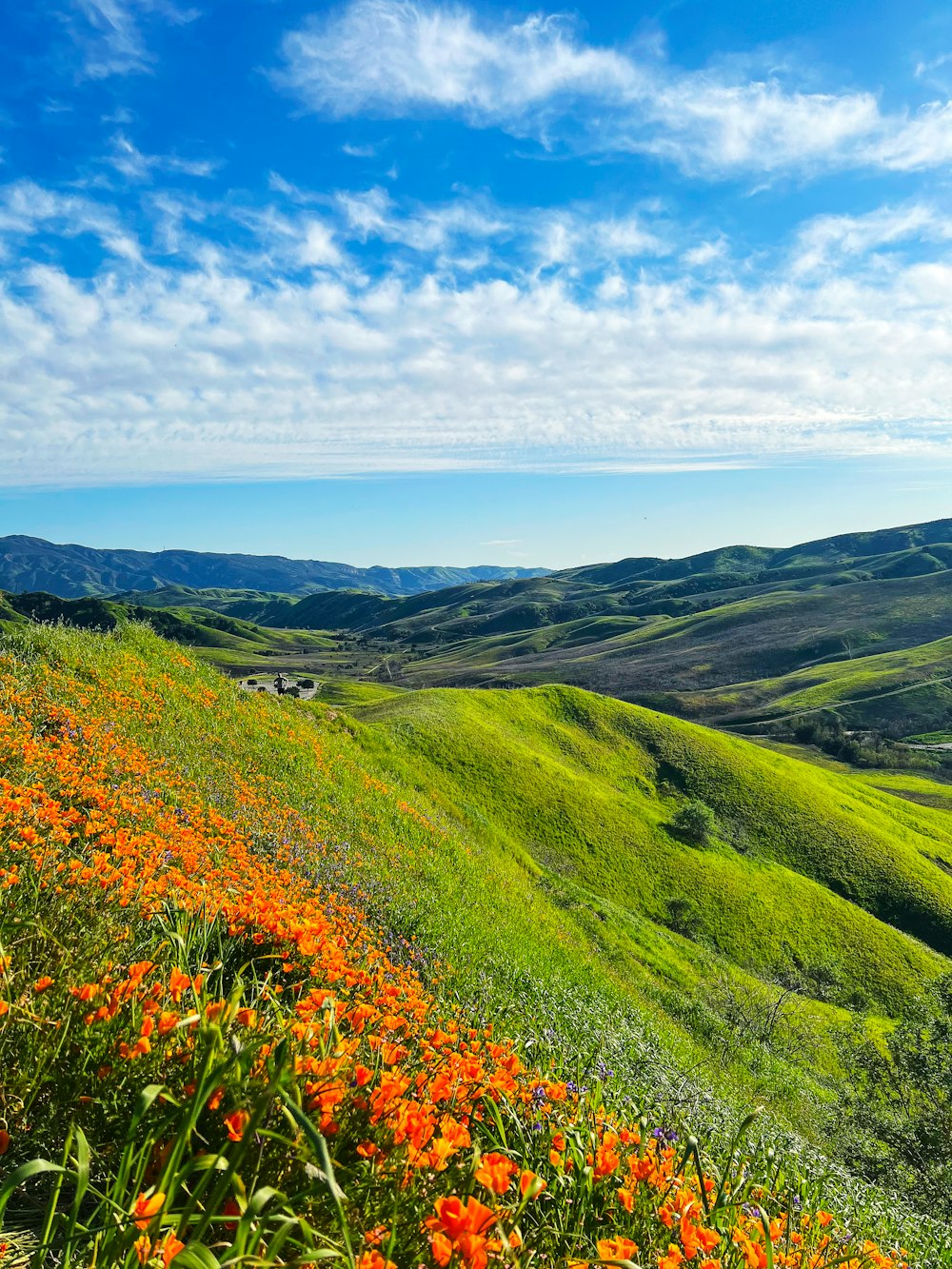 a field of flowers on a hillside with mountains in the background