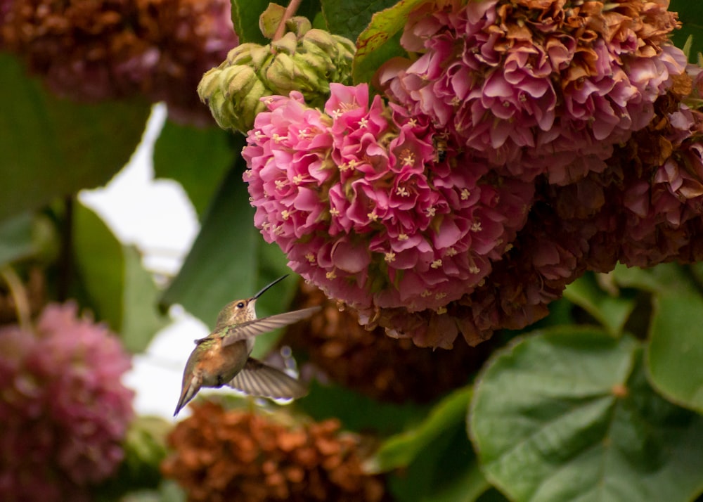 a hummingbird flying away from a cluster of pink flowers