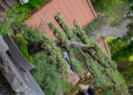 A bonsai tree with twisted branches in a rustic ceramic pot on a wooden table.