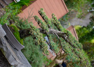 A bonsai tree with twisted branches in a rustic ceramic pot on a wooden table.
