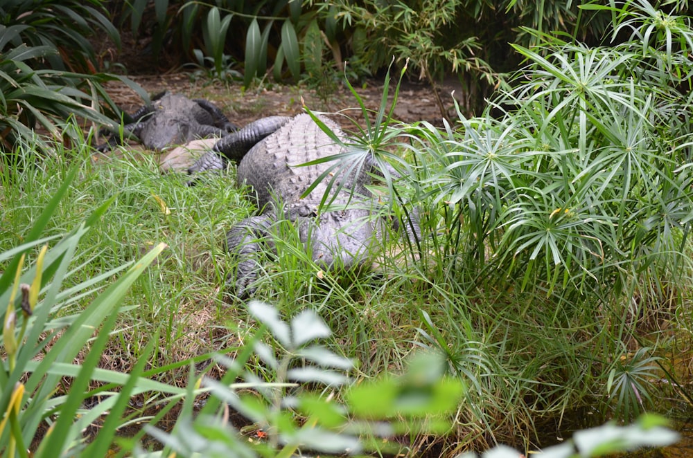 a large alligator is laying in the grass