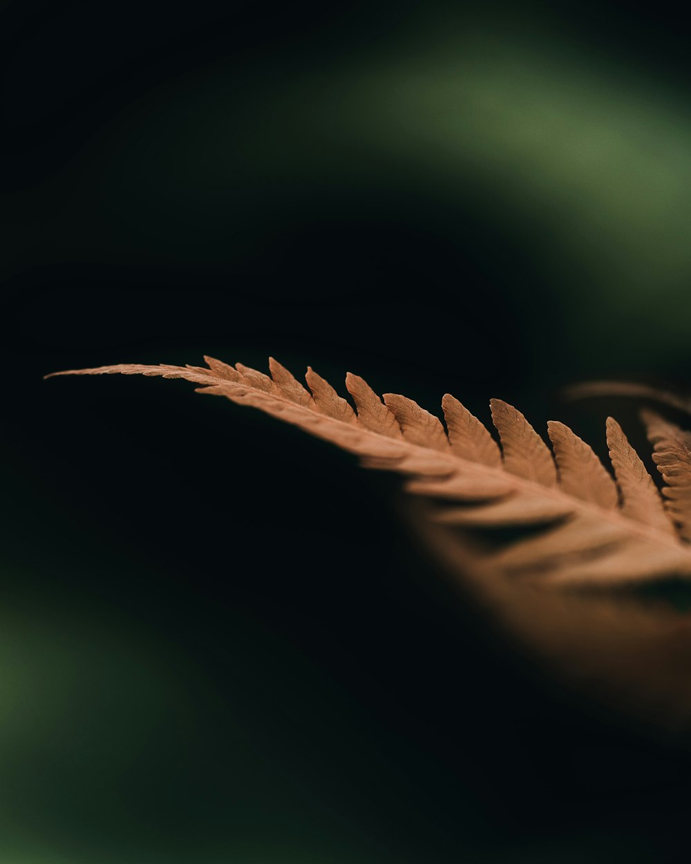 a close up of a leaf on a black background