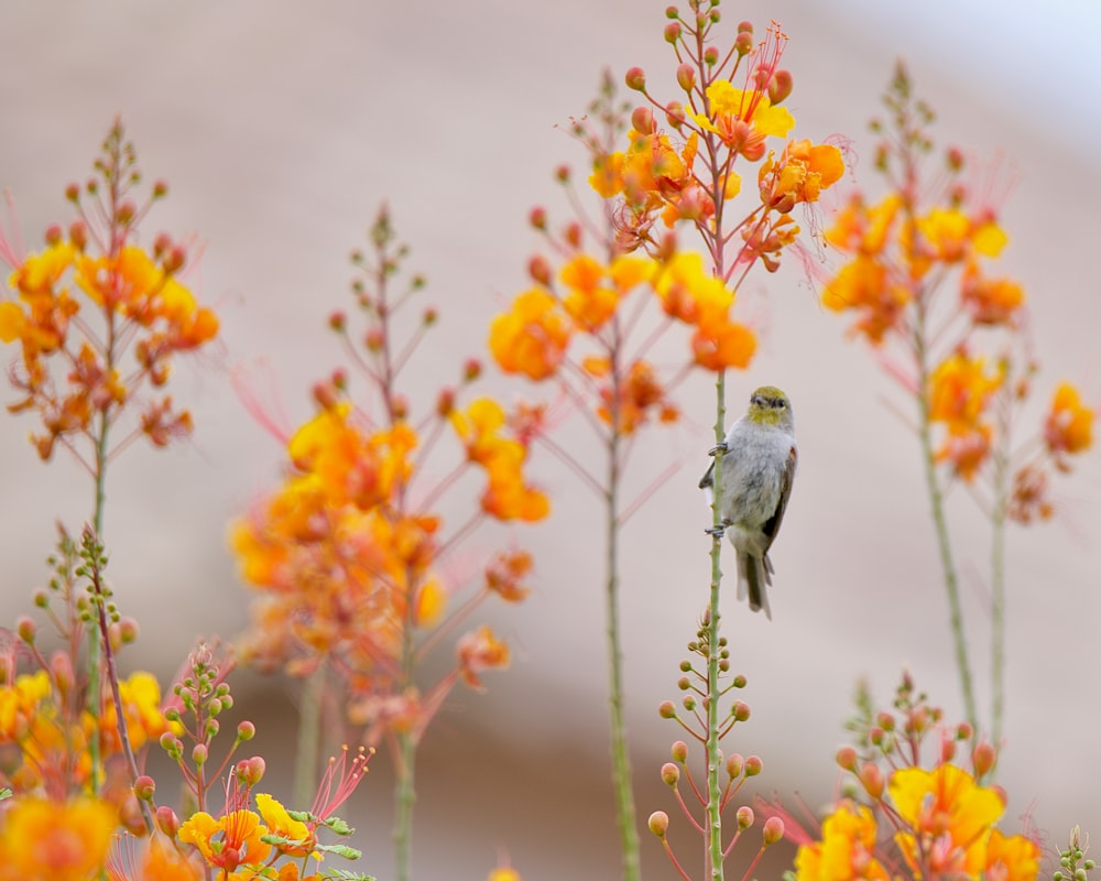 Ein kleiner Vogel sitzt auf einer gelben Blume