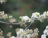 A delicate oil painting of a small bird perched on a blossoming branch.
