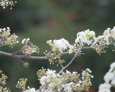 A delicate oil painting of a small bird perched on a blossoming branch.