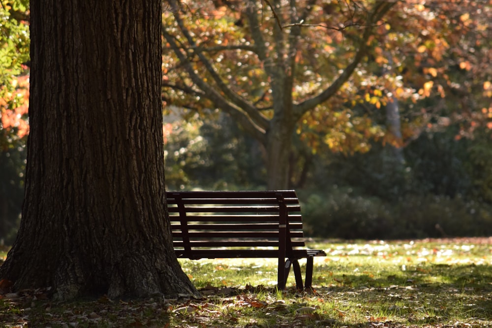 Un banco de parque sentado junto a un árbol en un parque