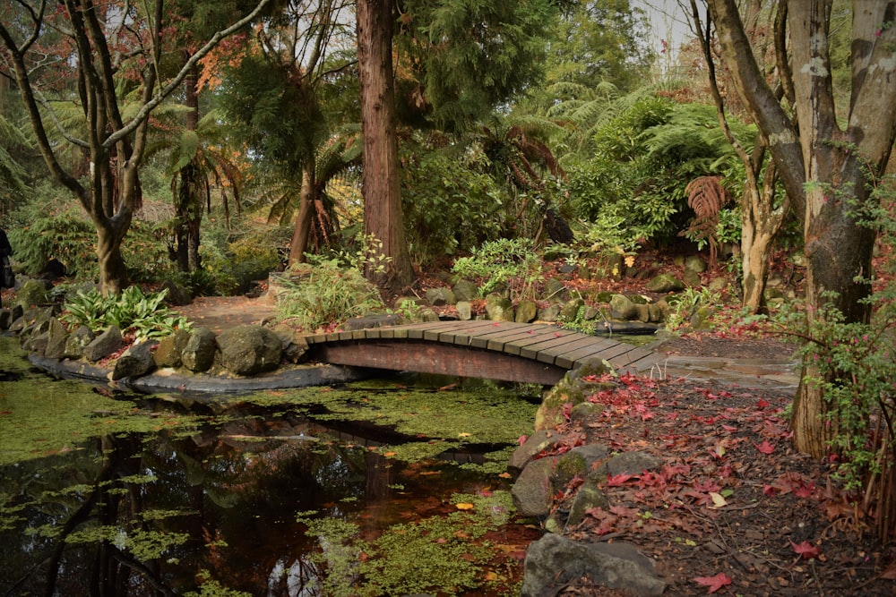 a wooden bridge over a small pond in a forest