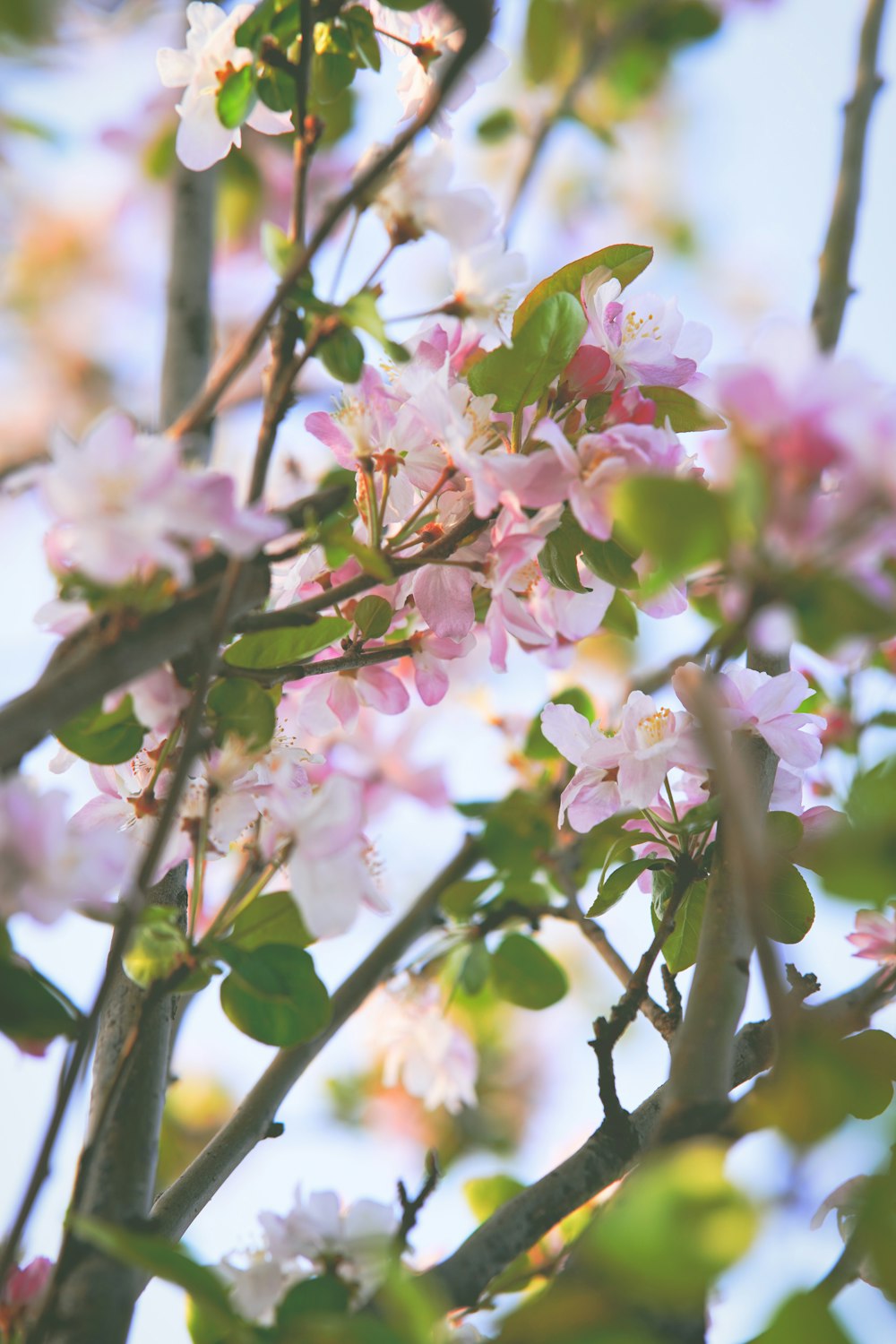 a close up of a tree with pink flowers