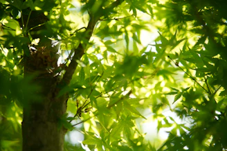 Soft sunlight filtering through leafy branches onto a smooth stone with a drop of serum.