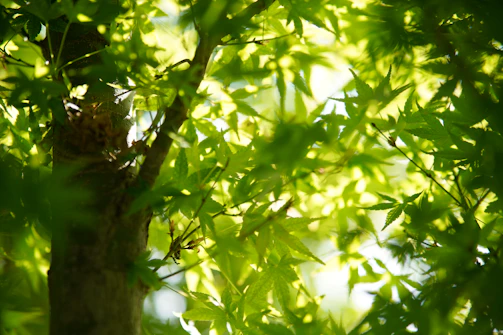 Soft sunlight filtering through leafy branches onto a smooth stone with a drop of serum.