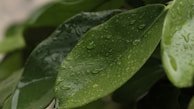 Close-up of fresh green leaves with dew drops symbolizing purity and freshness