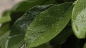 Close-up of fresh water droplets on green leaves symbolizing natural health benefits.