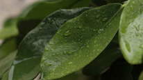 Close-up of fresh green leaves with dew drops symbolizing freshness and renewal.