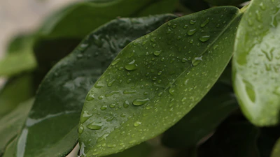 Close-up of droplets on green leaves symbolizing natural healing and freshness.