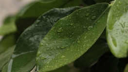 Close-up of fresh water droplets on green leaves symbolizing natural health benefits.