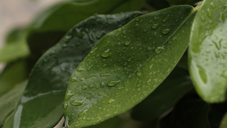 Close-up of fresh green leaves with morning dew, symbolizing natural purity and freshness.