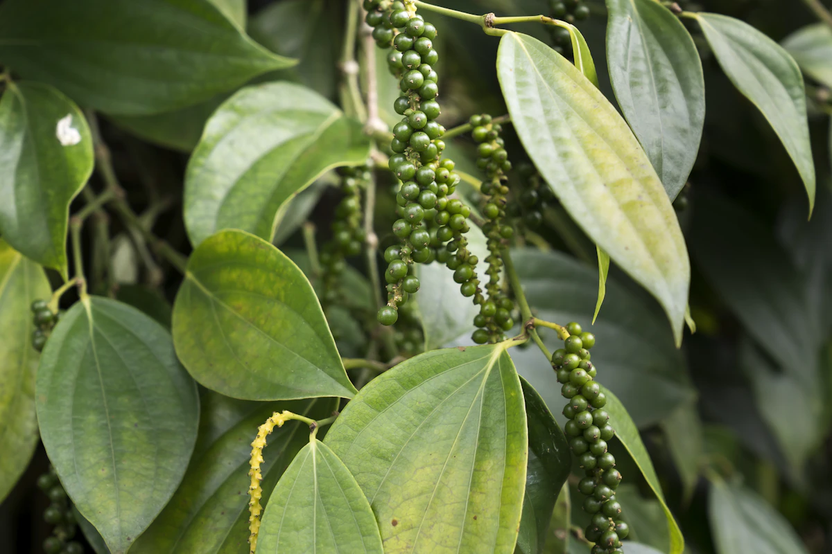 Black Pepper Kali Mirch Farming India — King of Spices Piperine Curcumin Encyclopedia