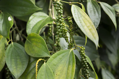 Black Pepper Kali Mirch Farming India — King of Spices Piperine Curcumin Encyclopedia