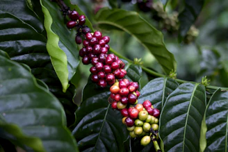 a bunch of coffee beans growing on a tree