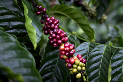 a bunch of coffee beans growing on a tree