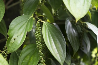 a bunch of green leaves hanging from a tree