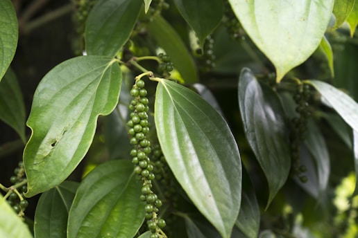 a bunch of green leaves hanging from a tree