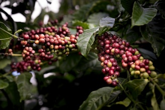 a bunch of coffee beans hanging from a tree